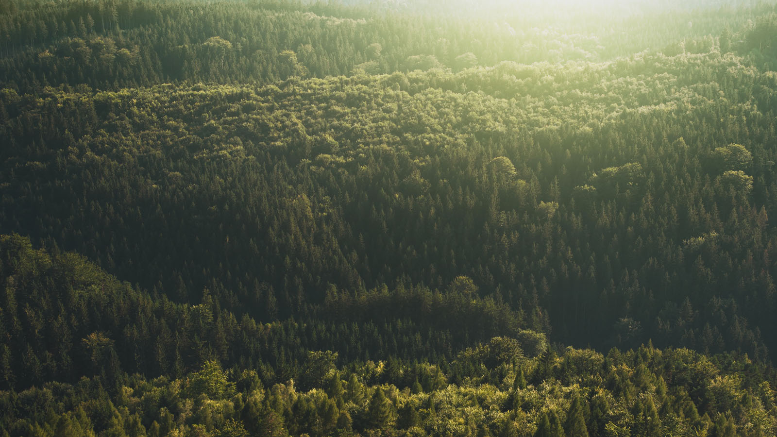 FSC certification®