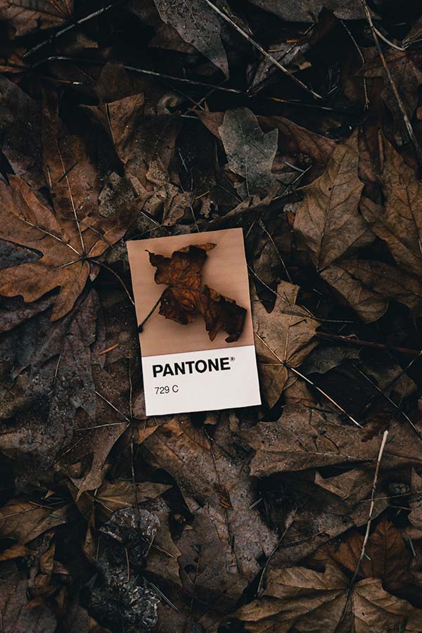 https://zilvorqena.live/wp-content/uploads/2023/11/Pantone.jpg