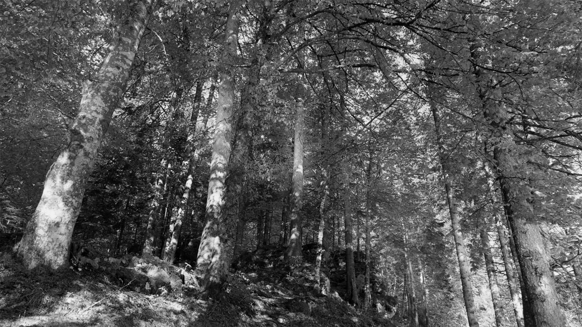Foresta_Video sostenibilita_bn https://zilvorqena.live/wp-content/uploads/2024/09/Foresta_Video-sostenibilita_bn.jpg